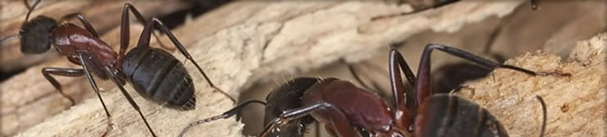 Close-up of ants on wood showing an active ant infestation in Boston, MA