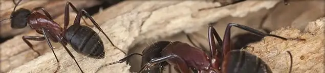 Close-up of ants on wood showing an active ant infestation in Boston, MA