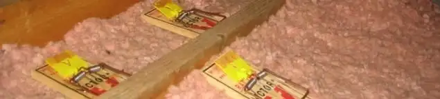Mouse traps placed in an attic for rodent control in Boston, MA