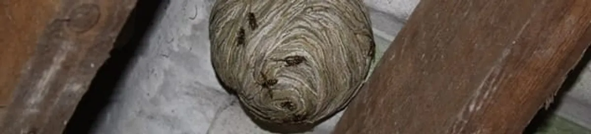 Wasp nest in an attic space, a common home infestation risk in Boston, MA
