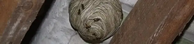 Wasp nest in an attic space, a common home infestation risk in Boston, MA
