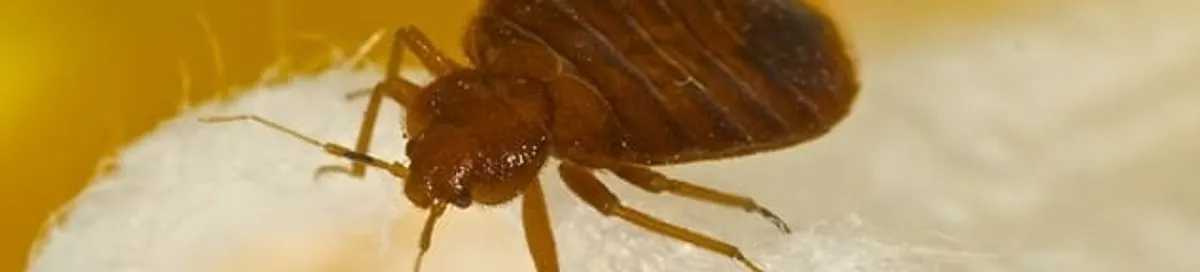 Close-up of a bed bug, a sign of an active infestation in Boston, MA