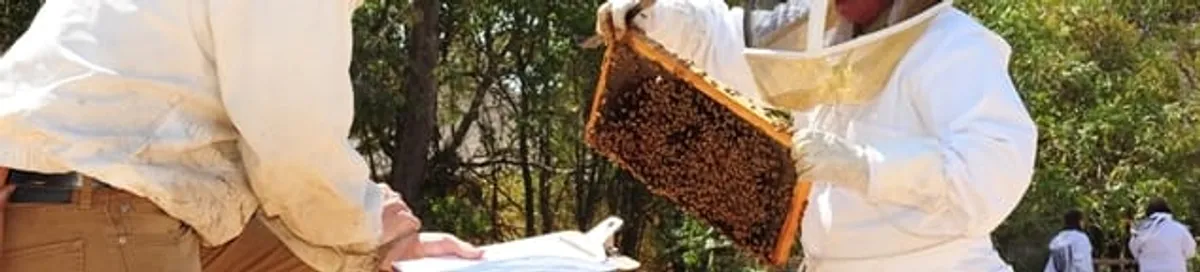 Bee removal specialists relocating a hive and honeycomb safely in Boston, MA