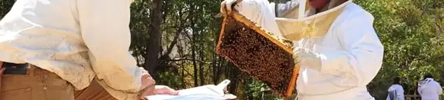 Bee removal specialists relocating a hive and honeycomb safely in Boston, MA
