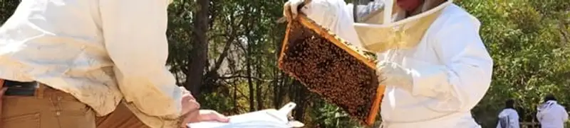 Bee removal specialists relocating a hive and honeycomb safely in Boston, MA