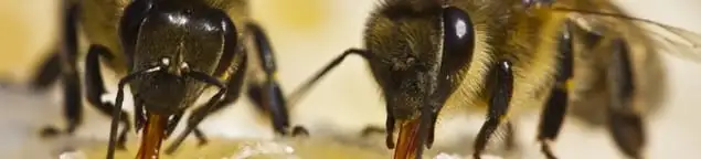 Close-up of honey bees, a sign of a nearby hive in Boston, MA