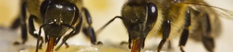 Close-up of honey bees, a sign of a nearby hive in Boston, MA