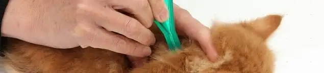 Flea treatment for pets using a flea comb, a sign of flea problems in Boston, MA