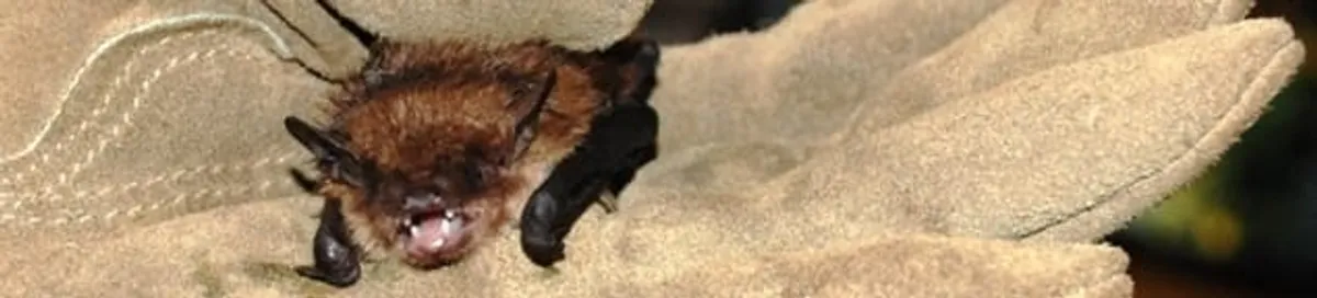 Bat removal specialist holding a bat safely during humane exclusion in Boston, MA
