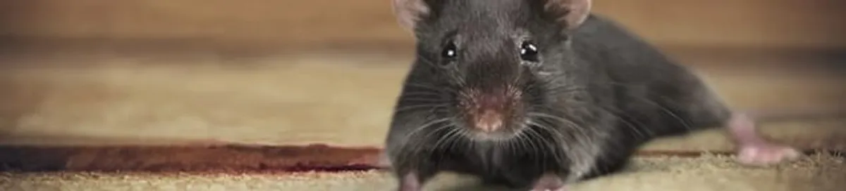 Mouse indoors, a common sign of a rodent infestation in Boston, MA
