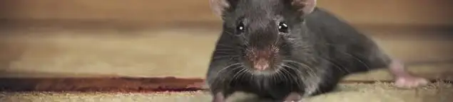 Mouse indoors, a common sign of a rodent infestation in Boston, MA