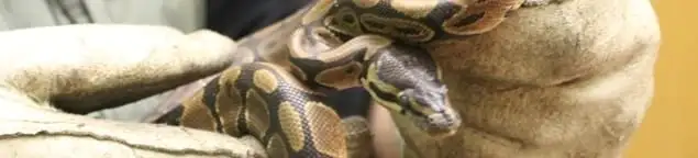 Snake removal specialist safely handling a snake with protective gloves in Boston, MA