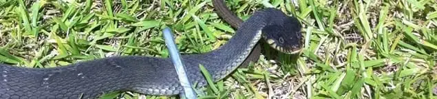 Snake in a yard, a common sign of a snake problem near a home in Boston, MA