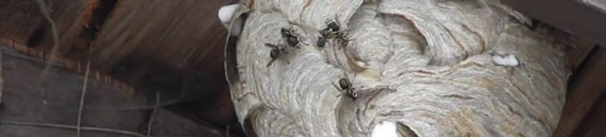 Close-up of a wasp nest with active wasps, a sign of an infestation in Boston, MA
