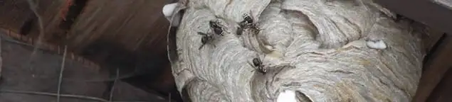 Close-up of a wasp nest with active wasps, a sign of an infestation in Boston, MA